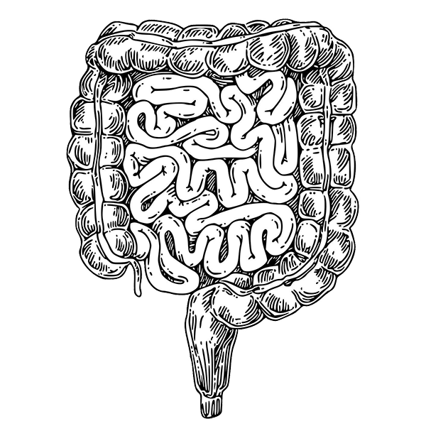 Gut Health and Management of Gut Disorders